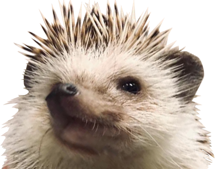 hedgehog_adj_2