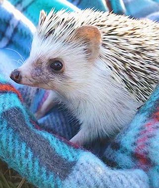 Hedgehob on a blue blanket